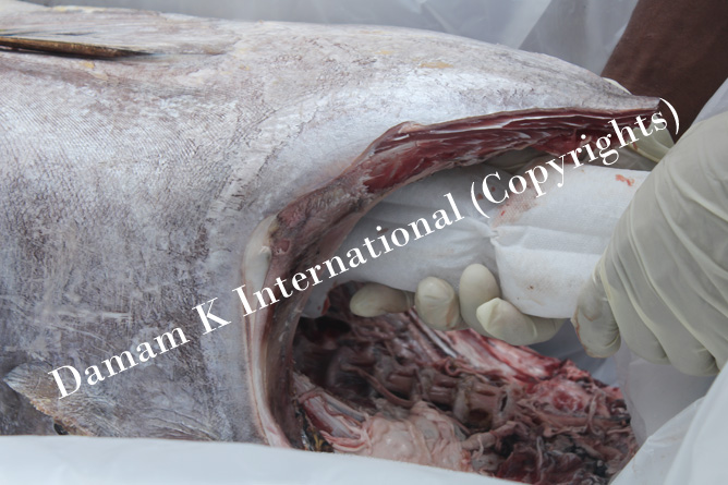 Tuna H&G Fish Packing with Gel and Dry Ice in carotns.