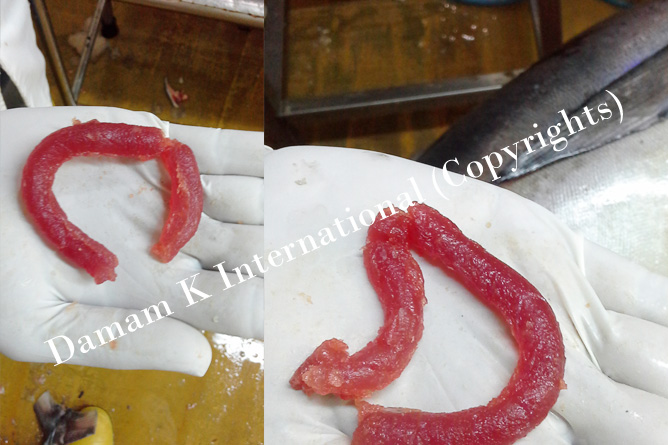 Quality Checking the Tuna Fish