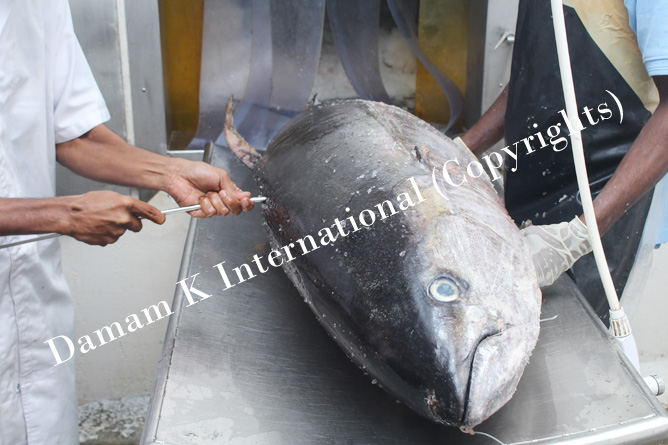 Tuna Loin Processing factory sri lanka