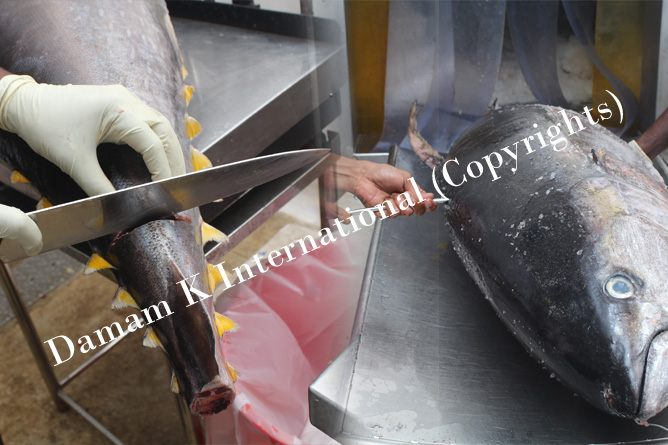 Tuna Loin Processing factory sri lanka