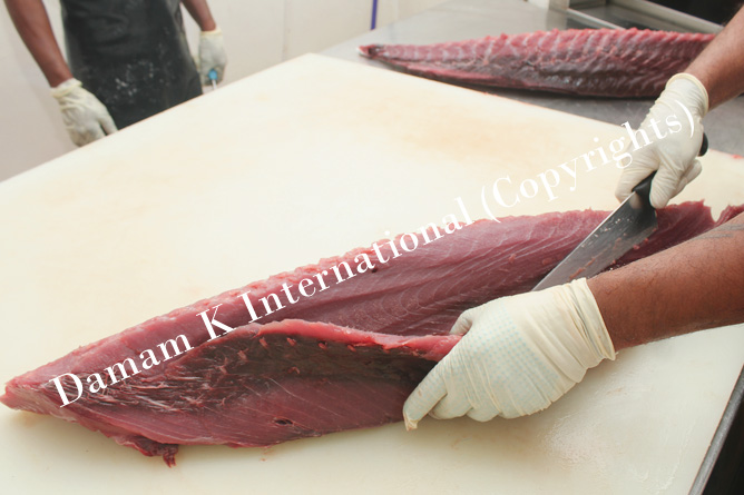 Tuna Fish Trimming