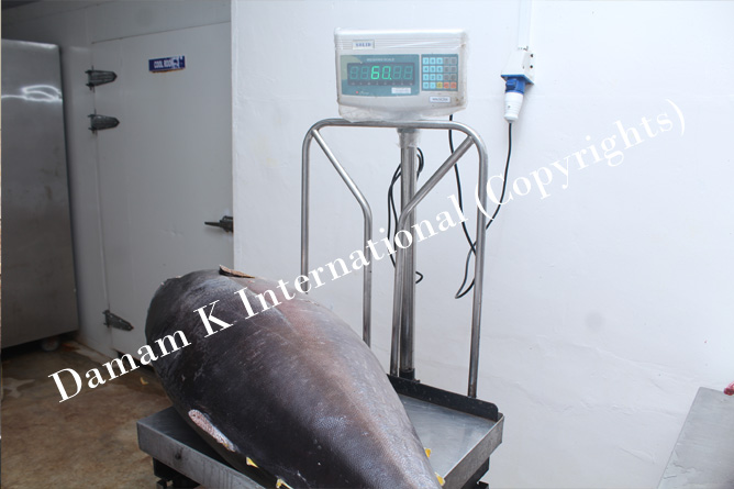 Tuna weight meassure