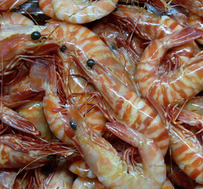 Prawns Supplier & Exporter in Sri Lanka Reef Fish