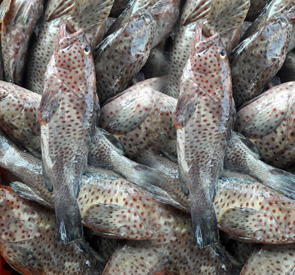 Black Spotted Grouper Supplier & Exporter in Sri Lanka Reef Fish