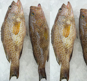Brown Grouper Supplier & Exporter in Sri Lanka Reef Fish