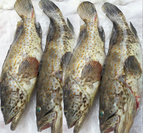 Brown Grouper Supplier & Exporter in Sri Lanka Reef Fish