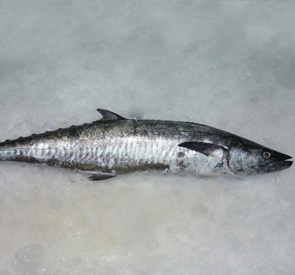 King Fish Supplier & Exporter in Sri Lanka Reef Fish