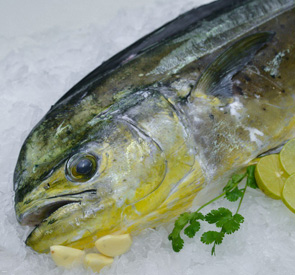 Mahi Mahi Reef fish exporter in Sri Lanka Reef Fish Supplier