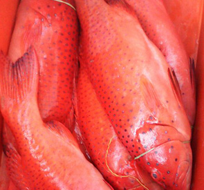 Red Spotted Grouper Supplier & Exporter in Sri Lanka Reef Fish
