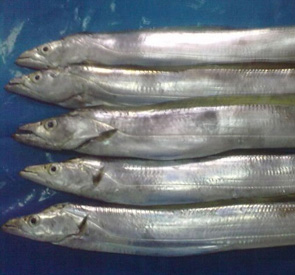 Ribbon Fish Supplier & Exporter in Sri Lanka Reef Fish