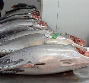 Fresh Tuna H&G