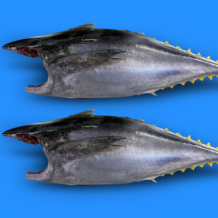 Tuna H&G Supplier and Exporter in Sri Lanka